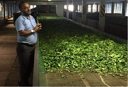 Blue Field Tea Factory Nuwara Eliya Srilanka