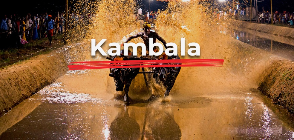 Mangalore Kambala Festival