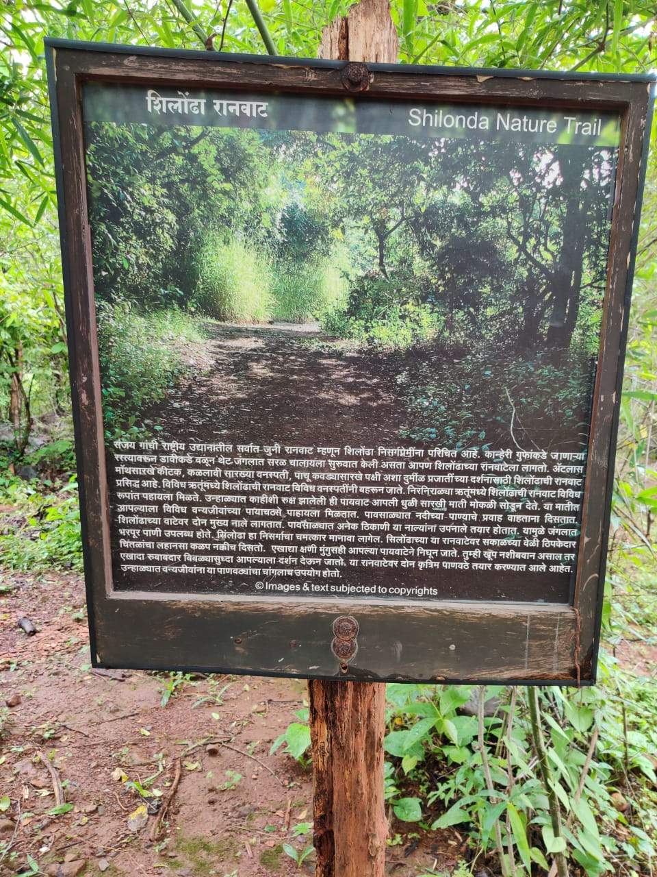 Shilonda Trail at SGNP - Mumbai