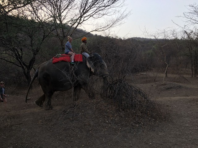 Dera Amer Elephant Safari Jaipur - Rajasthan