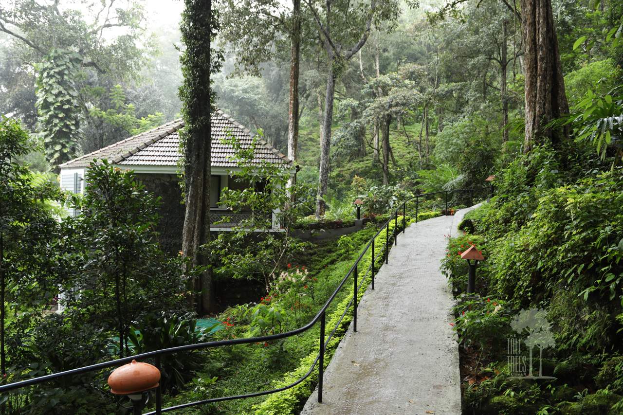 The%20Tall%20Trees%20Resorts%20Munnar%20overview.jpg